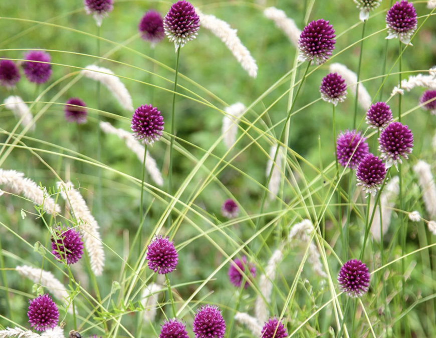 Allium sphaerocephalon