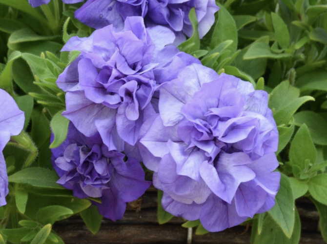 Petúnie 'Tumbelina Sophia' - Petunia hybrida 'Tumbelina Sophia'