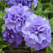 Petúnie 'Tumbelina Sophia' - Petunia hybrida 'Tumbelina Sophia'