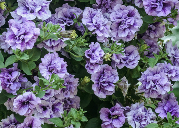 Petúnie 'Tumbelina Priscilla' - Petunia hybrida 'Tumbelina Priscilla'