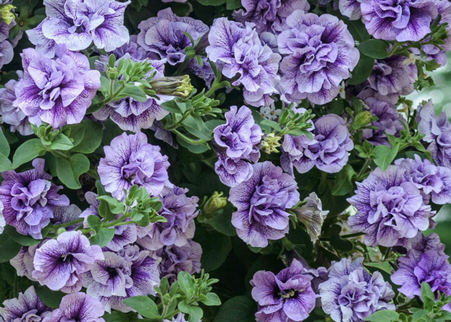 Petúnie 'Tumbelina Priscilla' - Petunia hybrida 'Tumbelina Priscilla'