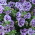 Petunia hybrida 'Tumbelina Priscilla'.png