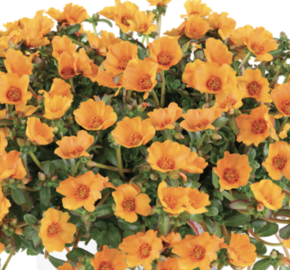 Šrucha 'Pazzaz Nano Mango' - Portulaca umbraticola 'Pazzaz Nano Mango