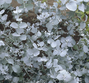 Blahovičník 'Baby Blue' - Eucalyptus pulverulenta 'Baby Blue'