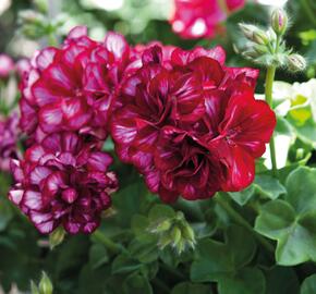 Muškát, pelargonie převislá plnokvětá 'Great Balls Burgundy Blaze' - Pelargonium peltatum 'Great Balls Burgundy Blaze'