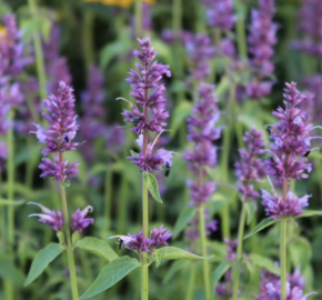 Agastache 'Ayala' - Agastache hybrida 'Ayala'