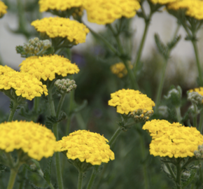 Řebříček zlatožlutý 'Grandiflora' - Achillea chrysocoma 'Grandiflora'