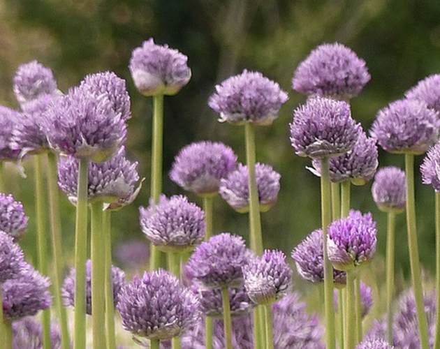 Česnek horský 'Blue Eddy' - Allium senescens 'Blue Eddy'