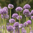 Česnek horský 'Blue Eddy' - Allium senescens 'Blue Eddy'