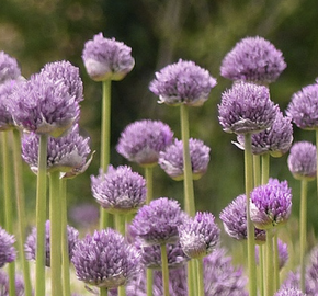 Česnek horský 'Blue Eddy' - Allium senescens 'Blue Eddy'