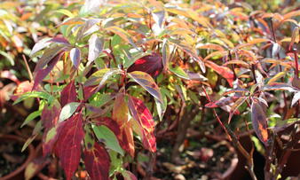 Cornus alba 'Red Gnome'.JPG